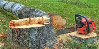 Trusted Mayfield, PA Tree Care Experts