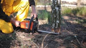 Best Fruit Tree Pruning  in Mayfield, PA