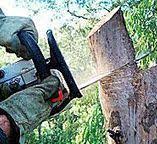 Best Emergency Tree Removal  in Mayfield, PA
