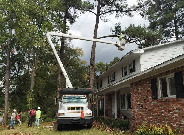 Best Tree Preservation Services  in Mayfield, PA