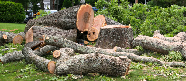 Best Commercial Tree Services  in Mayfield, PA