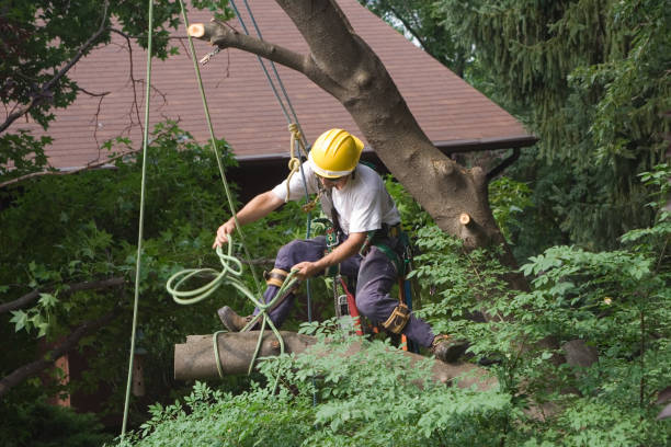 How Our Tree Care Process Works  in  Mayfield, PA