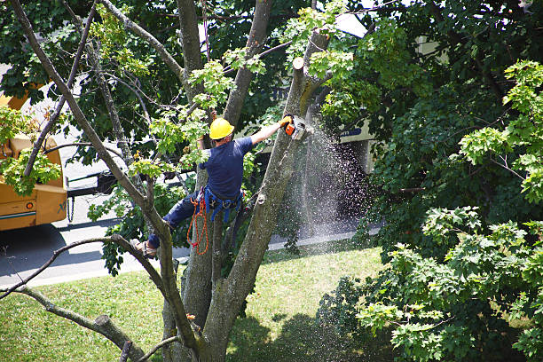 Best Tree Cabling and Bracing  in Mayfield, PA
