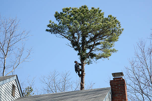 Best Tree Health Inspection  in Mayfield, PA
