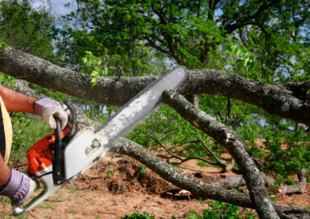 Best Lot and Land Clearing  in Mayfield, PA